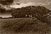 sepia trees